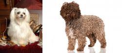 Toy Mi-Ki vs Spanish Water Dog - Breed Comparison