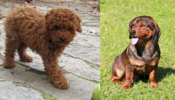 Toy Poodle vs Alpine Dachsbracke - Breed Comparison