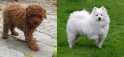 Toy Poodle vs American Eskimo Dog - Breed Comparison