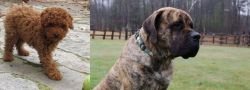 Toy Poodle vs American Mastiff - Breed Comparison