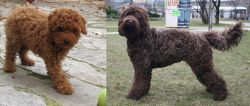Toy Poodle vs Barbet - Breed Comparison