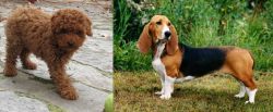 Toy Poodle vs Basset Artesien Normand - Breed Comparison