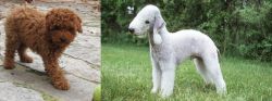 Toy Poodle vs Bedlington Terrier - Breed Comparison