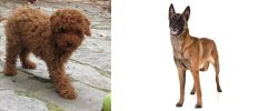 Toy Poodle vs Belgian Shepherd Dog (Malinois) - Breed Comparison