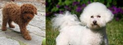 Toy Poodle vs Bichon Frise - Breed Comparison