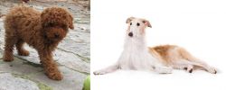 Toy Poodle vs Borzoi - Breed Comparison