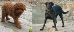Toy Poodle vs Cao de Castro Laboreiro - Breed Comparison