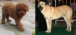 Toy Poodle vs Central Anatolian Shepherd - Breed Comparison