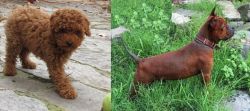 Toy Poodle vs Chinese Chongqing Dog - Breed Comparison