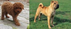 Toy Poodle vs Chinese Shar Pei - Breed Comparison