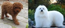Toy Poodle vs Coton De Tulear - Breed Comparison