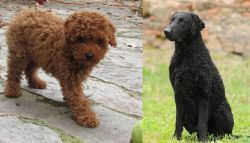Toy Poodle vs Curly Coated Retriever - Breed Comparison