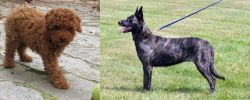 Toy Poodle vs Dutch Shepherd - Breed Comparison