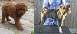 Toy Poodle vs Fruggle - Breed Comparison