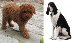 Toy Poodle vs Grand Anglo-Francais Blanc et Noir - Breed Comparison