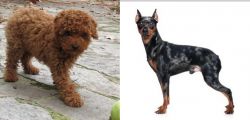 Toy Poodle vs Harlequin Pinscher - Breed Comparison