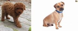 Toy Poodle vs Jug - Breed Comparison