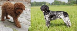 Toy Poodle vs Large Munsterlander - Breed Comparison