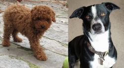 Toy Poodle vs McNab - Breed Comparison