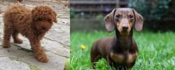 Toy Poodle vs Miniature Dachshund - Breed Comparison