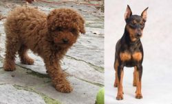Toy Poodle vs Miniature Pinscher - Breed Comparison