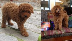 Toy Poodle vs Miniature Poodle - Breed Comparison