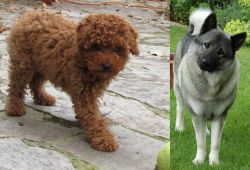 Toy Poodle vs Norwegian Elkhound - Breed Comparison