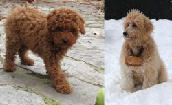 Toy Poodle vs Pyredoodle - Breed Comparison