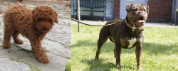Toy Poodle vs Renascence Bulldogge - Breed Comparison