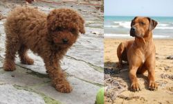 Toy Poodle vs Rhodesian Ridgeback - Breed Comparison