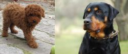 Toy Poodle vs Rottweiler - Breed Comparison
