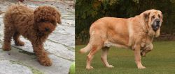 Toy Poodle vs Spanish Mastiff - Breed Comparison