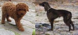 Toy Poodle vs Taigan - Breed Comparison