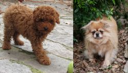 Toy Poodle vs Tibetan Spaniel - Breed Comparison