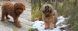 Toy Poodle vs Tibetan Terrier - Breed Comparison