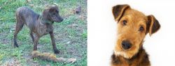 Treeing Cur vs Airedale Terrier - Breed Comparison