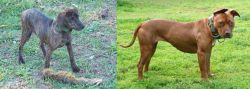 Treeing Cur vs American Pit Bull Terrier - Breed Comparison