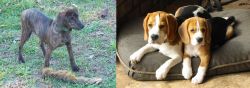 Treeing Cur vs Beagle - Breed Comparison