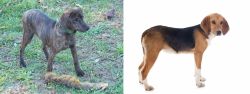 Treeing Cur vs Beagle-Harrier - Breed Comparison
