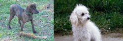 Treeing Cur vs Bolognese - Breed Comparison