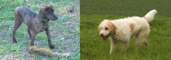 Treeing Cur vs Briquet Griffon Vendeen - Breed Comparison