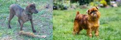 Treeing Cur vs Brussels Griffon - Breed Comparison