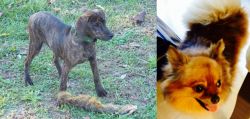 Treeing Cur vs Chiapom - Breed Comparison