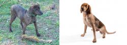 Treeing Cur vs Coonhound - Breed Comparison
