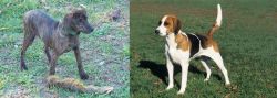 Treeing Cur vs English Foxhound - Breed Comparison