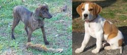Treeing Cur vs Francais Blanc et Orange - Breed Comparison
