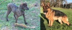 Treeing Cur vs German Shepherd - Breed Comparison