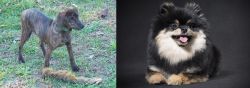Treeing Cur vs German Spitz (Klein) - Breed Comparison