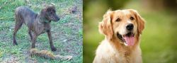 Treeing Cur vs Golden Retriever - Breed Comparison