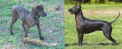 Treeing Cur vs Hairless Khala - Breed Comparison